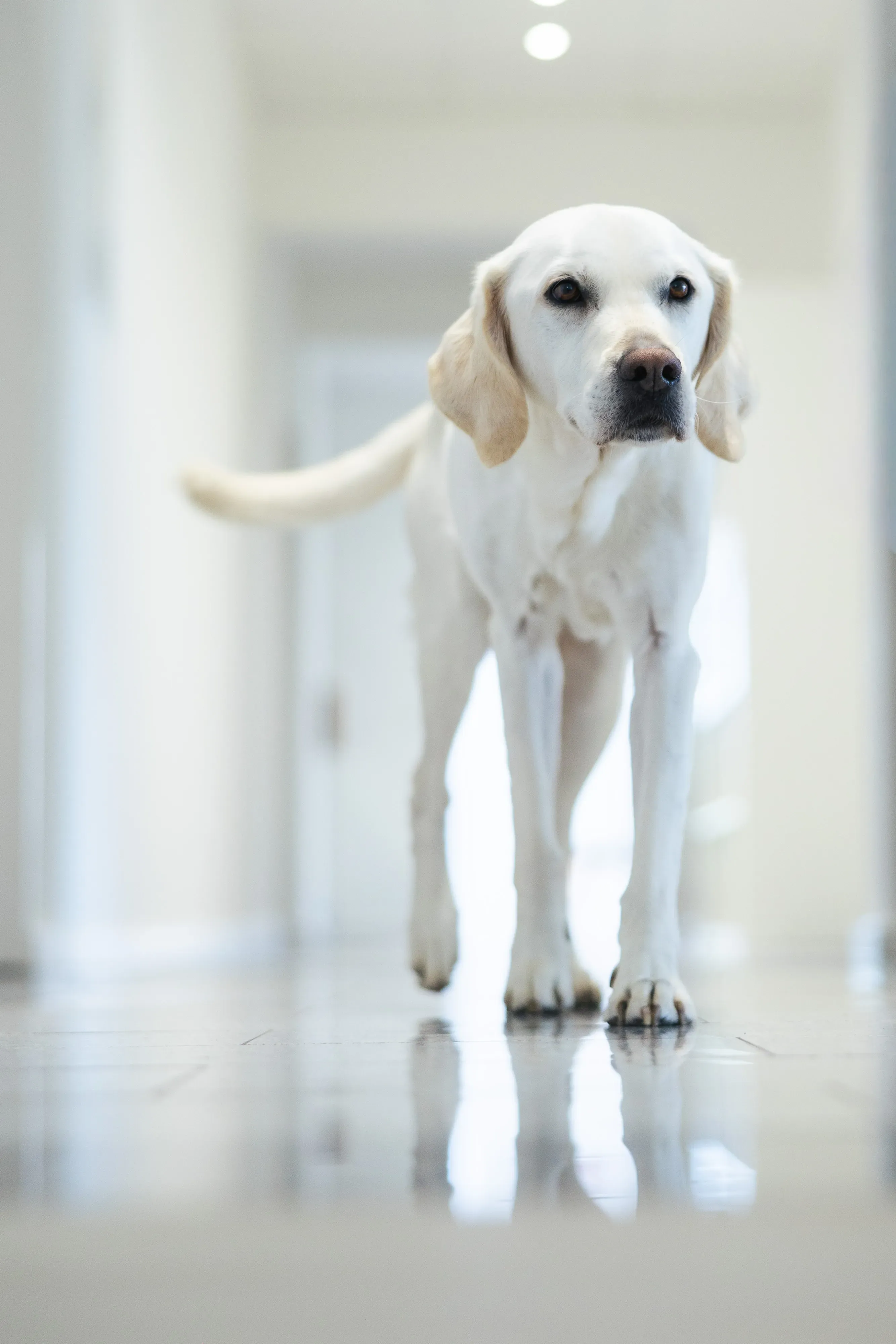 Profilbild von unserem Bürohund Barney.